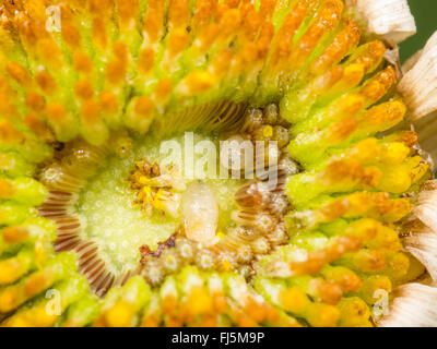 Tephritid Fliege (Tephritis Neesii), Larve in das Körbchen von Ochsen-Auge Daisy (Leucanthemum Vulgare), Deutschland Stockfoto