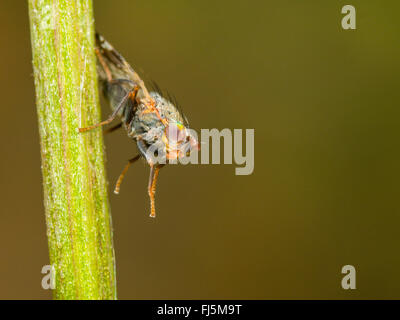 Tephritid Fliege (Tephritis Neesii), männliche auf Ochsen-Auge Daisy (Leucanthemum Vulgare), Deutschland Stockfoto