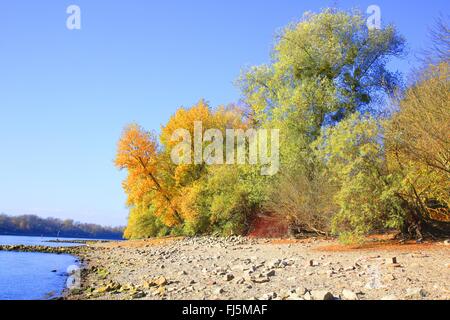 Auwaldes am Rhein mit niedrigem Wasserstand, Deutschland, Baden-Württemberg, Mannheim Stockfoto