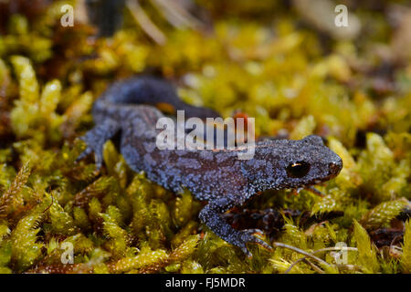 Bergmolch (Triturus Alpestris, Ichthyosaura Alpestris, Mesotriton Alpestris), männliche auf einem Kissen Moos, Deutschland, Baden-Württemberg Stockfoto