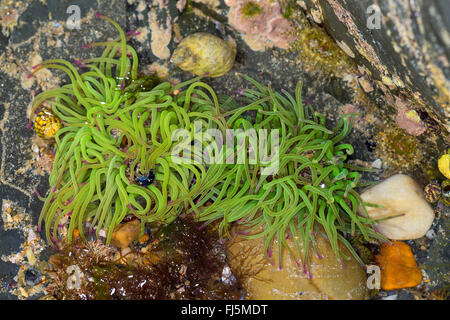 Snakelocks Anemone, Anemone Opelet (Anemonia Sulcata, Anemonia Viridis), zwei Snakelocks Anemonen auf dem Boden Stockfoto