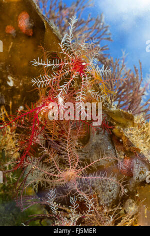 Rosig Feder-Star, Rosy feather star, Europäische Comatulid, Atlantic Feather Star (Antedon Bifida), auf eine Alge Stockfoto