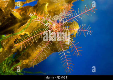 Rosig Feder-Star, Rosy feather star, Europäische Comatulid, Atlantic Feather Star (Antedon Bifida), auf eine Alge Stockfoto