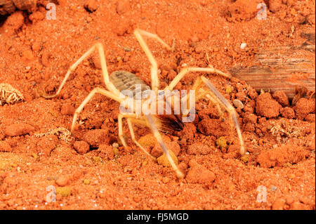 Ägyptischen Riesen Solifugid, Sonne Spinnen, falsche Spinnen, Windscorpions, Walzenspinnenfauna, Solpugids, Camel Spider (Galeodes Granti, Solifugae, Solpugida), im Terrarium, Ägypten Stockfoto