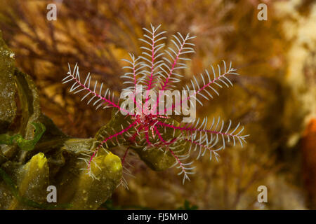 Rosig Feder-Star, Rosy feather star, Europäische Comatulid, Atlantic Feather Star (Antedon Bifida), auf eine Alge Stockfoto