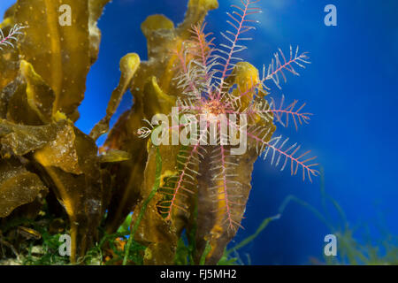 Rosig Feder-Star, Rosy feather star, Europäische Comatulid, Atlantic Feather Star (Antedon Bifida), auf eine Alge Stockfoto