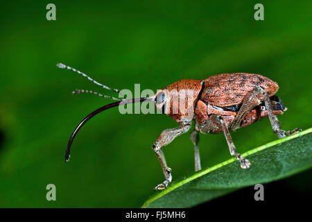 Eichel Rüsselkäfer (Curculio Venosus), sitzt auf einem Blatt, Deutschland Stockfoto