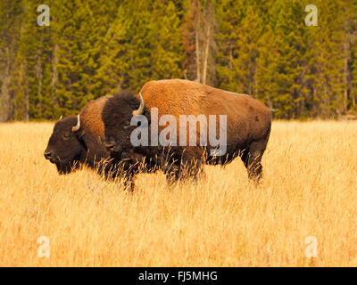 Amerikanischer Bison, Büffel (Bison Bison), Bull und weiblich im Paarungsverhalten Saison, USA, Wyoming, Yellowstone-Nationalpark Stockfoto