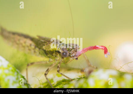 blau-grünes Darner, südlichen Aeshna, südlichen Hawker (Aeshna Cyanea), Nymphe füttert Midge Larve, Deutschland, Bayern Stockfoto