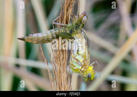 blau-grünes Darner, südlichen Aeshna, südlichen Hawker (Aeshna Cyanea), schlüpfen die Libelle, Deutschland, Bayern Stockfoto