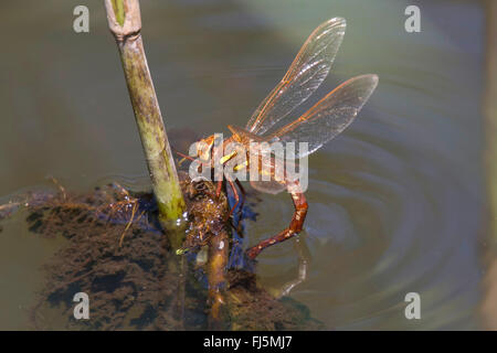 braun braun Hawker, Aeshna, Weibchen mit Eiern, Deutschland, Bayern, große Libelle (Aeshna Grandis) Stockfoto