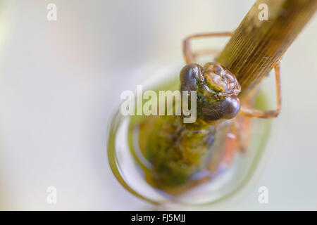 blau-grünes Darner, südlichen Aeshna, südlichen Hawker (Aeshna Cyanea), Nymphe verlassen des Wassers für Schraffur, Deutschland, Bayern Stockfoto