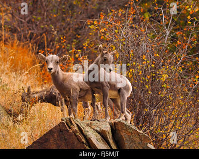 Amerikanische Bighorn, Bergschafe (Ovis Canadensis), Dickhornschafe, Jugendliche auf einem Felsen, USA, Colorado, Rocky Mountain Nationalpark Stockfoto