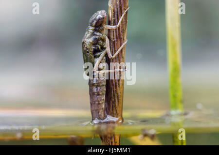 blau-grünes Darner, südlichen Aeshna, südlichen Hawker (Aeshna Cyanea), Nymphe Blätter Wasser sofort vor dem schlüpfen, Deutschland, Bayern Stockfoto