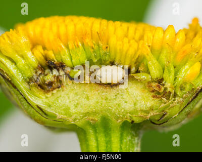 Tephritid Fliege (Tephritis Neesii), Larve in das Körbchen von Ochsen-Auge Daisy (Leucanthemum Vulgare), Deutschland Stockfoto