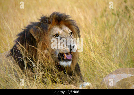 Löwe (Panthera Leo), erschöpft männlicher Löwe liegend, getrocknetes Gras, Kenia, Masai Mara Nationalpark Stockfoto