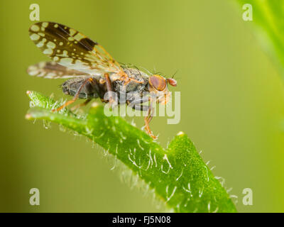 Tephritid Fliege (Tephritis Neesii), männliche auf Ochsen-Auge Daisy (Leucanthemum Vulgare), Deutschland Stockfoto