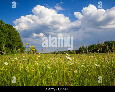 Oxeye Daisy, Ochsen-Auge Daisy, weiß-Weed, White Daisy, Hund Daisy, Margerite (Chrysanthemum Leucanthemum, Leucanthemum Vulgare), unfruchtbare Maedow, Deutschland Stockfoto