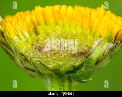 Tephritid Fliege (Tephritis Neesii), Larve in das Körbchen von Ochsen-Auge Daisy (Leucanthemum Vulgare), Deutschland Stockfoto