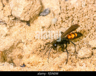 Black-banded Spinne Wespe (Anoplius Viaticus, Anoplius Fuscus, Pompilus Viaticus), Weiblich, graben das Nest, Deutschland Stockfoto