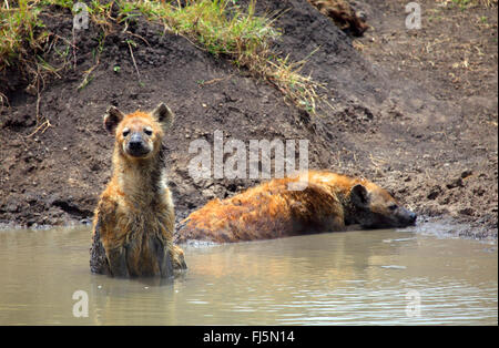 Hyänen (Crocuta Crocuta), entdeckte zwei Hyänen in einer schwelgen, Kenia, Masai Mara Nationalpark Stockfoto
