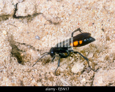 Black-banded Spinne Wespe (Anoplius Viaticus, Anoplius Fuscus, Pompilus Viaticus), Weiblich, graben das Nest, Deutschland Stockfoto