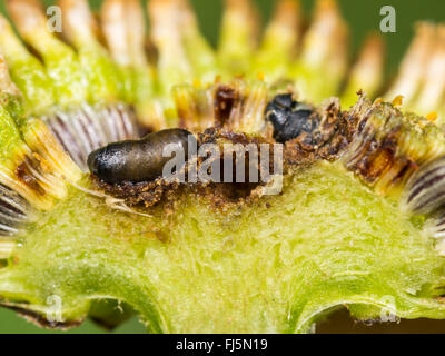 Tephritid Fliege (Tephritis Neesii), junge Puppe in die Körbchen von Ochsen-Auge Daisy (Leucanthemum Vulgare), Deutschland Stockfoto