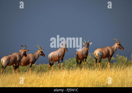 Topi, Tsessebi, Korrigum, Kudus (Damaliscus Lunatus Jimela), fünf Konferenz zusammenstehen, hohes Gras, Kenia, Masai Mara Nationalpark Stockfoto