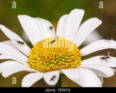 Braconiden, Braconiden Wespe (Bracon Atrator), Männchen auf der Blume von Oxeye-Daisy (Leucanthemum Vulgare), Deutschland Stockfoto