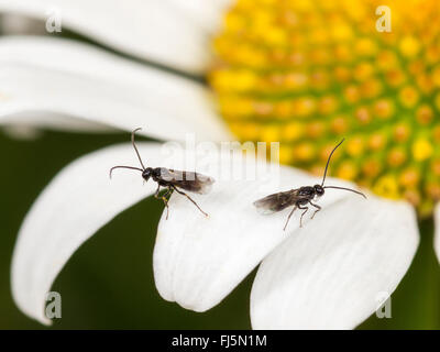 Braconiden, Braconiden Wespe (Bracon Atrator), Männchen auf der Blume von Oxeye-Daisy (Leucanthemum Vulgare), Deutschland Stockfoto