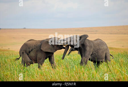 Afrikanischer Elefant (Loxodonta Africana), zwei juvenile Elefanten spielen zusammen auf dem hohen Rasen, Kenia, Masai Mara Nationalpark Stockfoto