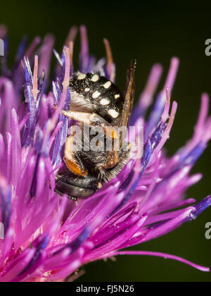 Blatt-Cutter Bee (Anthidium Punctatum), Sleeping weiblich in der Blüte der schleichende Thristle (Cirsium Arvense), Deutschland Stockfoto