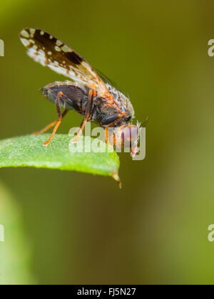 Tephritid Fliege (Tephritis Neesii), männliche auf Ochsen-Auge Daisy (Leucanthemum Vulgare), Deutschland Stockfoto