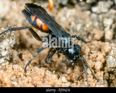 Black-banded Spinne Wespe (Anoplius Viaticus, Anoplius Fuscus, Pompilus Viaticus), Weiblich, graben das Nest, Deutschland Stockfoto