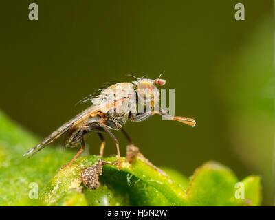 Tephritid Fliege (Tephritis Neesii), männliche auf Ochsen-Auge Daisy (Leucanthemum Vulgare), Deutschland Stockfoto