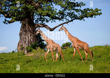 Giraffe (Giraffa Plancius), Brot zwei Giraffen vor ein Affe Baum, Tansania Stockfoto