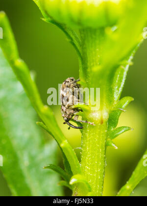 Schnauze Käfer (Microplontus Campestris), während der Fütterung auf Ochsen-Auge Daisy (Leucanthemum Vulgare), Deutschland Stockfoto