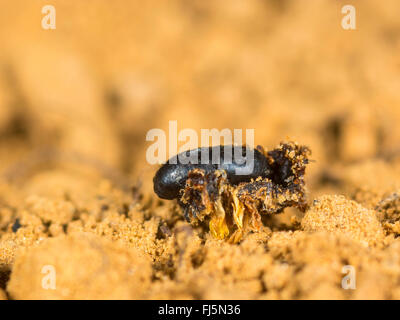 Tephritid Fliege (Tephritis Neesii), Puppe auf dem Boden, Deutschland Stockfoto