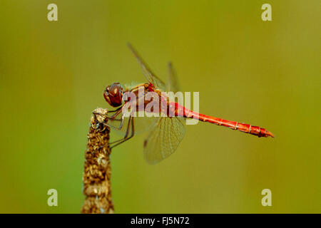 Landstreicher Sympetrum (Sympetrum Vulgatum), männliche an einer Pflanze, Deutschland Stockfoto