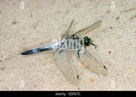 schwarz-angebundene Skimmer (Orthetrum Cancellatum), männliche auf Sand, Deutschland Stockfoto