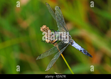 schwarz-angebundene Skimmer (Orthetrum Cancellatum), männliche an einem Stiel, Deutschland Stockfoto