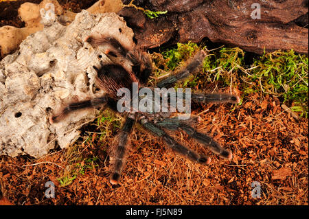 Tarantel (Avicularia spec.), Baum lebende Vogel Spinne, Guyana Stockfoto