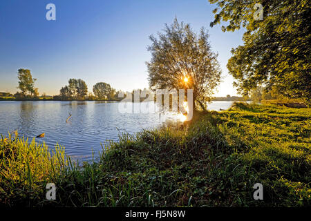 Silberweide (Salix Alba), Altrhein mit verfing Weide in der Nähe von Androp, Deutschland, Nordrhein-Westfalen, Niederrhein, Rees Stockfoto