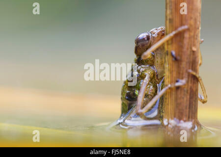 blau-grünes Darner, südlichen Aeshna, südlichen Hawker (Aeshna Cyanea), Nymphe Blätter Wasser sofort vor dem schlüpfen, Deutschland, Bayern Stockfoto