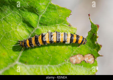 Zinnober Motte (Tyria Jacobaeae, Thyria Jacobaeae, Hipocrita Jacobaeae), Raupe auf einem Tussilago Blatt, Österreich, Tyrol Stockfoto