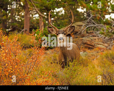 Maultier-Rotwild, schwarz - Tailed Hirsche (Odocoileus Hemionus), Hirsch in Herbstlandschaft, USA, Colorado, Rocky Mountain Nationalpark Stockfoto