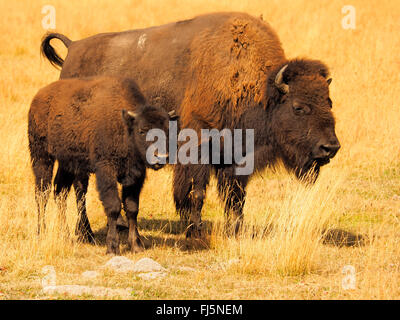 Amerikanischer Bison, Büffel (Bison Bison), Weibchen mit Kalb, USA, Wyoming, Yellowstone-Nationalpark Stockfoto