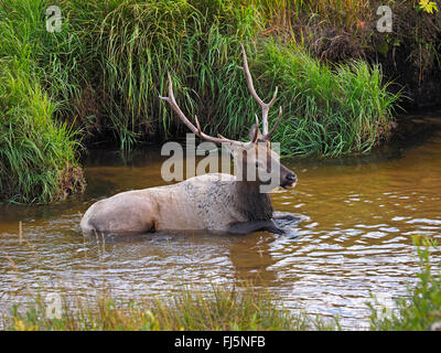 Wapiti, Elche (Cervus Elaphus Canadensis, Cervus Canadensis), junger Hirsch Baden, USA, Colorado, Rocky Mountain Nationalpark Stockfoto