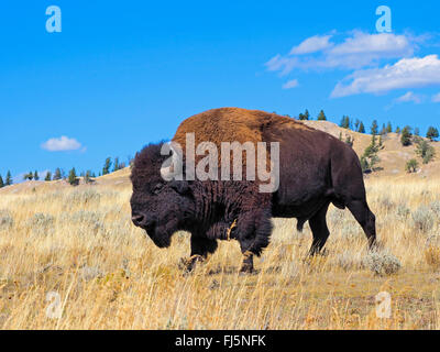 Amerikanischer Bison, Büffel (Bison Bison), männlichen Büffel, Lamar Valley, Yellowstone-Nationalpark, Wyoming, USA Stockfoto
