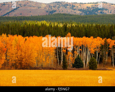 Amerikanischen Aspen, bebende Aspen, zitternde Espe (Populus Tremuloides), Herbstfärbung die Espen am Nationalpark, USA, Wyoming, Grand Teton Nationalpark Stockfoto